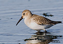 Calidris alpina